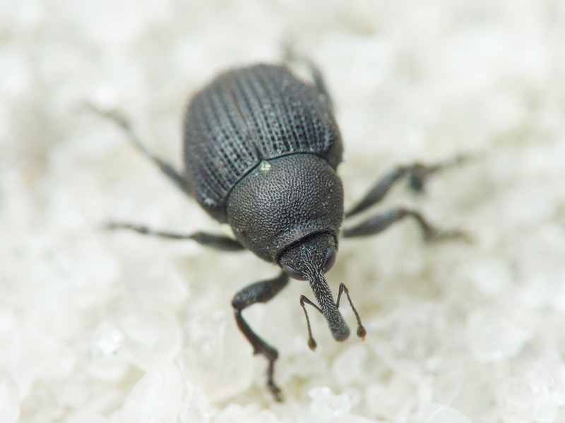 Zacladus geranii (Paykull, 1800)